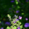Salvia verbenaca (2)
